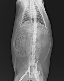 Good price Film asciutto di Fuji X Ray in linea